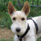 ROXI, Fox-Terrier - kastriert - Hündin