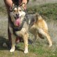 ROXI, MIX - Hündin
