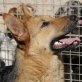 ROXIE, Schäferhund, kastriert, geb. 25.Febr.2010 - Hündin