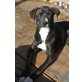 ROXY, kuschelt gern mit Kindern/Mischlings - Hündin