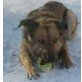 ROY, Schäfer-Husky-Mix - Rüde