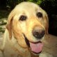 ROZMARING, Labrador Retriever - Hündin