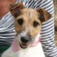 RUBI, Fox Terrier Mischling - Hündin