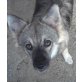 RUBY 3 - Pflegestelle Wien, Menschenbezogene, kleine Spitz-Mix - Hündin