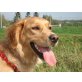 RUBY 4, Pflegestelle Niederösterreich, FAMILIENHUND! Golden Retriever/Setter-Mix - Hündin