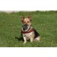 RUBY, Corgi-Mischlingshündin - Hündin