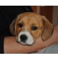 RUBY, Spaniel/Bealgemischling,Pflegestelle Wien Welpen - Hündin