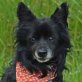 RUDI, Chihuahua-Mischling, kastriert - Rüde