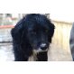 RUDI abgeschoben und einsam, Border Collie - Rüde