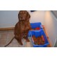 RUDY NOS FCI, Magyar Vizsla Welpen - Hündin