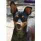RUFFI, Pflegestelle Burgenland, Zwergpinscher - Hündin