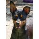 RUFFI, Zwergpinscher - Hündin