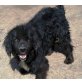 RUFI 2, Pflegestelle Wien, freundlicher, neugieriger COCKER-SPANIEL-Mix - Rüde