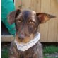 RUFO, Dackel/Podenco Andaluz Maneto Mix - Rüde