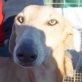 RUIZ, Galgo, (noch nicht) kastriert, ca. 4 Jahre - Rüde