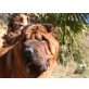 RUMBO, Shar Pei - Rüde