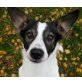 RUMENS, Pflegestelle Wels, Pinscher ev. Jack Russel Terrier - Rüde