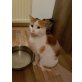 RUMI, ruhiger Schatz sucht ihr Zuhause - Katze
