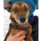 RUPI, Pflegestelle Niederösterreich, AKTIVER OLDIE SUCHT EINZELPLATZ! Pinscher-Mix - Rüde