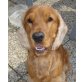 RUSTY 4, Pflegestelle Wien, freundlicher Cockerspaniel - Rüde