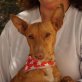 RUSTY - Ubeda, Podenco Andaluz, kastriert - Rüde