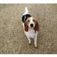 RUTH lieb und sanft, Segugio - Beagle Mix - Hündin