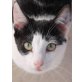 Ra, kleines Katerle sucht Körbchen! - Kater