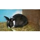 Rabbit, Mix - männlich