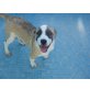 Rabea - lustige Clownmädchen, Sennenhund - Mischling - Hündin