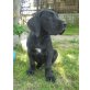 Rachel, Deutsche Dogge - Hündin