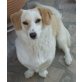 Rachel, Rachel, kurze Beine großes Hundeglück - Hündin