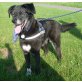 Racker, Labrador Münsterländer Mix - Rüde