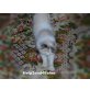 Rackie, Ragdoll - Katze