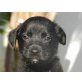Räuber, Labrador - Rüde