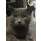 Rafa, Womanizer sucht ein Zuhause - Kater