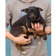 Rafaella, Zwergpinscher Mix - Hündin