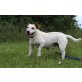 Raffaello, Jack-Russel-Mischling - Rüde