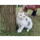Raffaello, Mischling - Kater