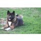 Raffi, American Akitas - Rüde