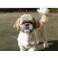 Rafi, Shih Tzu - Rüde
