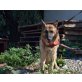 Rafiki, Altdeutsche Schäferhunde - Rüde