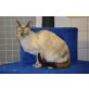 Ragazza, Siamesen - Katze