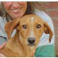 Ragazzo, Irish Setter Mix - Rüde
