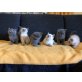 Ragdoll - BKH Babys - Katze