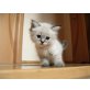 Ragdoll/Birma Kätzchen - Katze