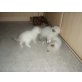 Ragdoll/Birma - Kater