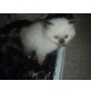 Ragdoll/Birma - Kater