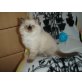 Ragdoll/Birma - Kater