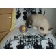 Ragdoll/Birma - Kater