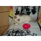 Ragdoll/Birma - Kater